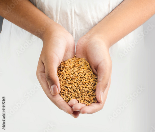 Young girl holding rice crop, harvest in hand. Concept food preservation 