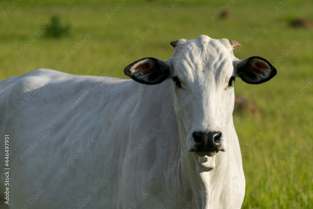 isolated Nellore cattle on the farm pasture isolated Nellore cattle on the farm pasture