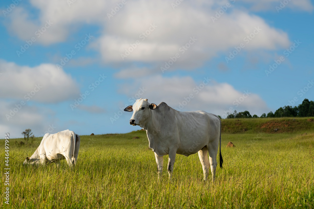 Nelore cattle in green pasture Nelore cattle in green pasture
