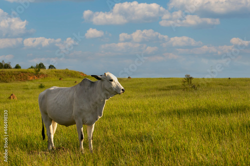Fototapeta Naklejka Na Ścianę i Meble -  Nelore cattle in green pasture