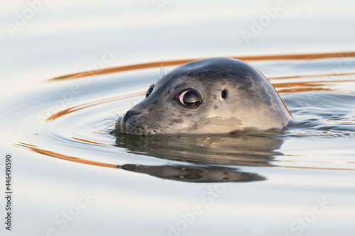 Common Seal Pup (Phoca vitulina) swimming in an estuary in the golden hour after sunrise photo
