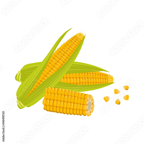 Set of corn cobs with leaves and grains. Summer and autumn harvest, delicious food. Vitamin source