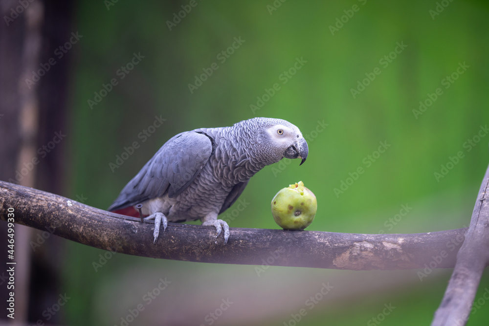 Obraz premium Papagei