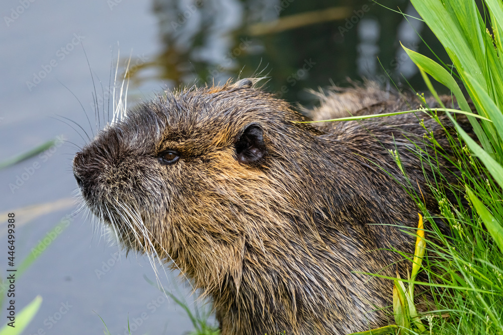 Nutria 52 Nutria 52