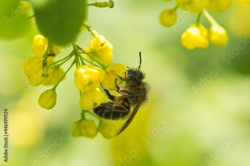 Fotografia A wild bee (sand bee) gathering pollen on a raceme of yellow barberry blossoms