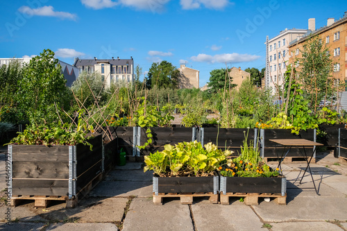 Urban gardening - community garden in center of the city with raised beds. Urban Horticulture. Selective focus