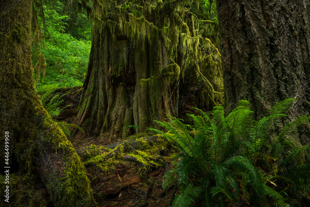 Haunted Forest in the Pacific Northwest USA
