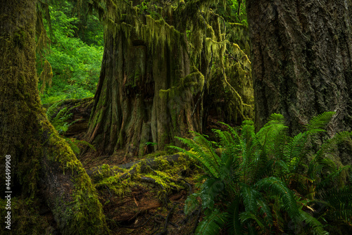Obraz na płótnie Haunted Forest in the Pacific Northwest USA w salonie