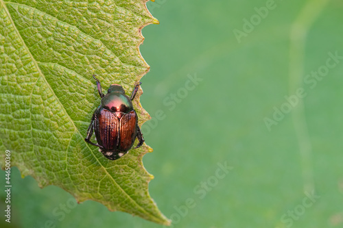 Obraz na plátne Japanese beatle on a grape leaf
