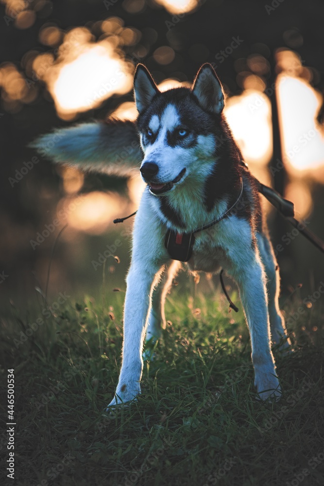 Obraz premium Siberian Husky in the backlit of the setting sun