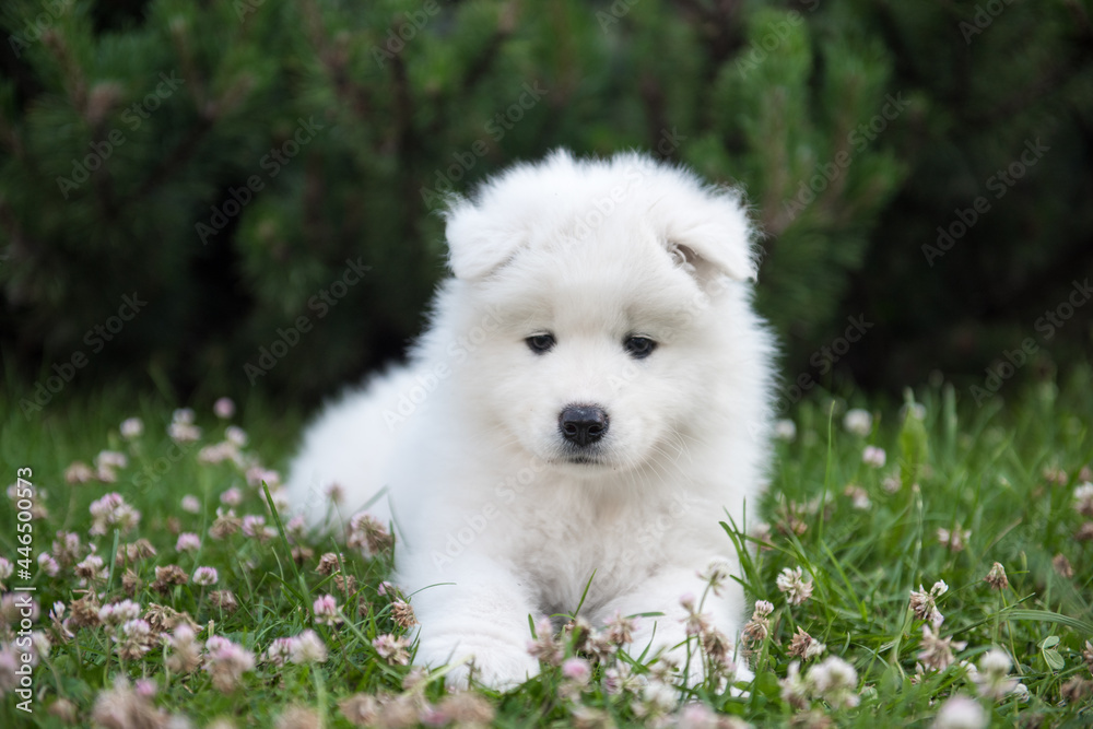 Fototapeta premium Funny Samoyed puppy on the green grass