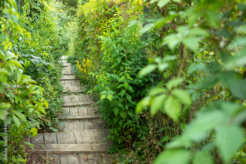 A path of planks among the thickets. The path leads to the forest