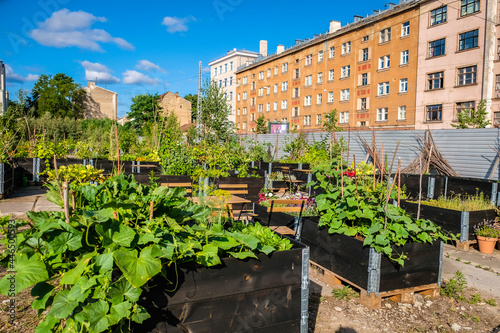 Urban gardening - community garden in center of the city with raised beds. Urban Horticulture. Selective focus