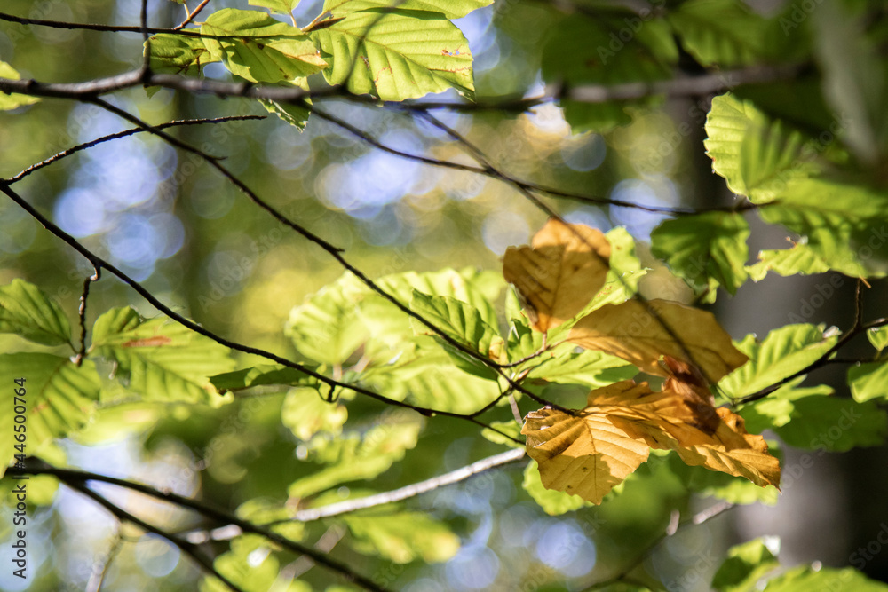 Green leaves in backlight Green leaves in backlight