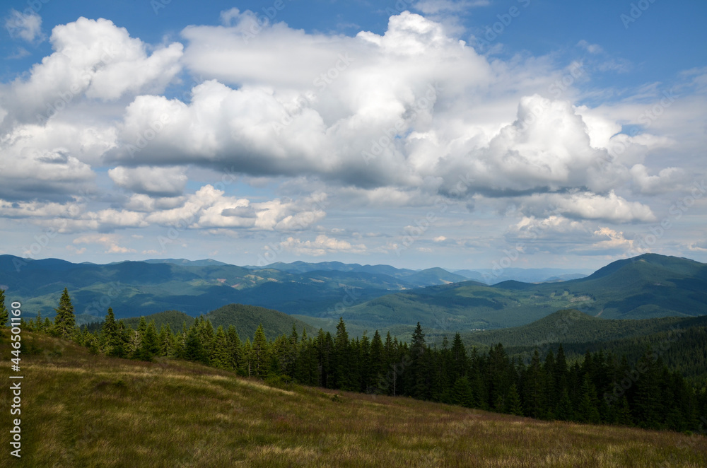 Beautiful alpine grassy meadow with forest on hillside in Carpathians. Landscape of mountain countryside with gorgeous cloudscape in summer