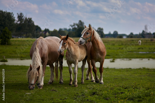 Horses on the background of a rural landscape