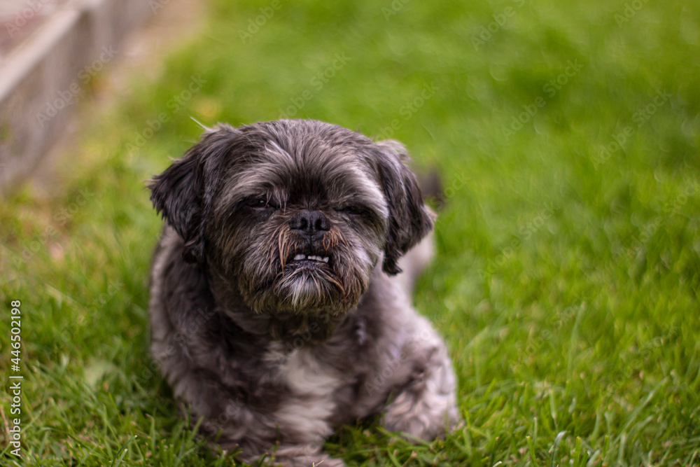 Close-up photo of a little gray dog in the grass Close-up photo of a little gray dog in the grass