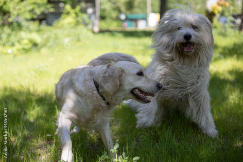 Two dogs for a walk in the summer. Pets on the green grass.