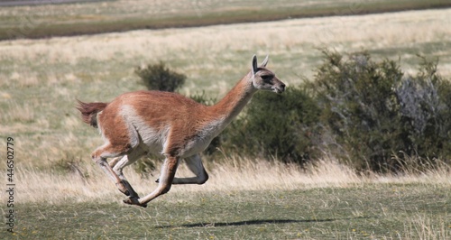 Guanaco (Lama guanicoe) running at Torres del Paine National Park, Chile photo