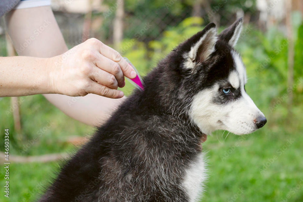 Close up of man dripping a parasite remedy on the withers of his dog