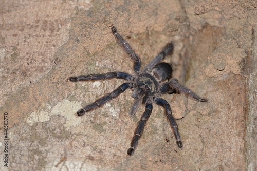 Tapinauchenius violaceus spider, family theraphosidae. Wild tarantula near Mamori Lake in Amazon rainforest, state of Amazonas, Brazil.
