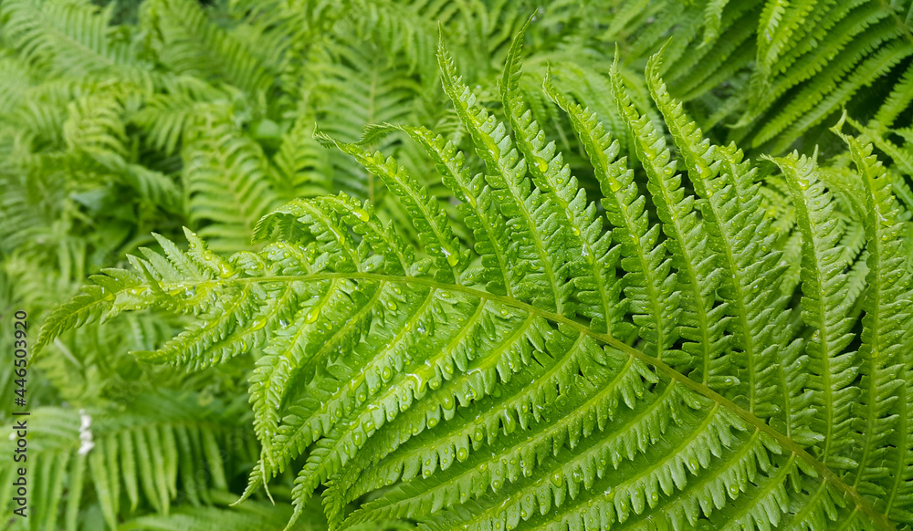 Fresh green foliage of fern with water drops