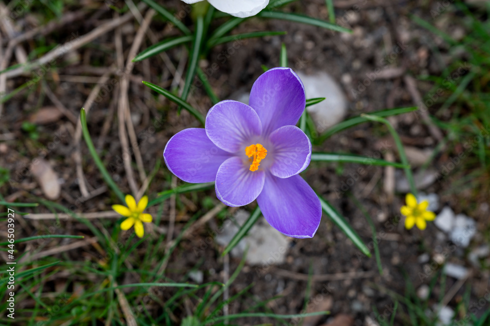 Fototapeta premium Crocus flower