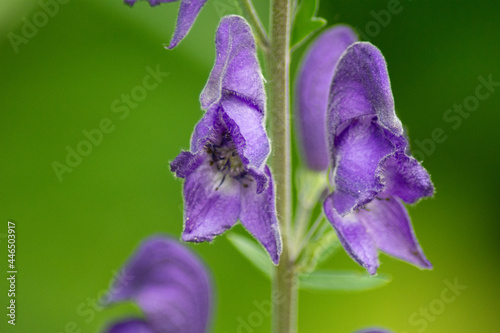 blossoms of the aconite flower photo