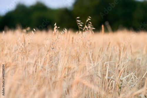  A few ears of oats in a wheat field. Natural background. Selective focus. Copy space.