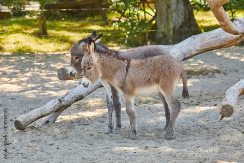 Two young cute donkeys on the pasture.