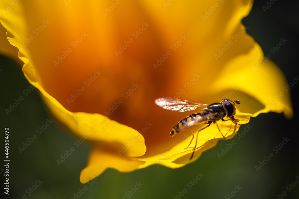 Naklejka premium insect on flower
