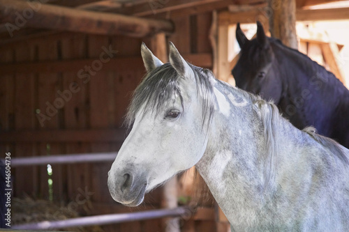 Curious gray horse in the horse stable, close-up. © Composer