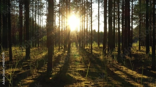 Beautiful landscape with Sunrise Sun at the Sunny Coniferous Forest. Sunlight Sunbeams Through Woods In the woodland ,camera slow motion in the pine forest