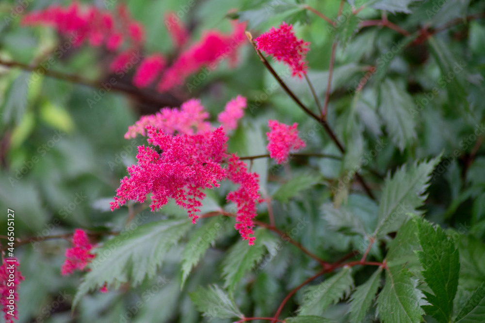 a chinese astilbe with pink blossom a chinese astilbe with pink blossom