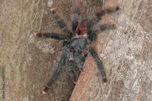 Pinktoe tarantula, Avicularia avicularia, family theraphosidae. Wild spider tarantula in Amazon rainforest near the village of Solimões, state of Pará, Brazil.
