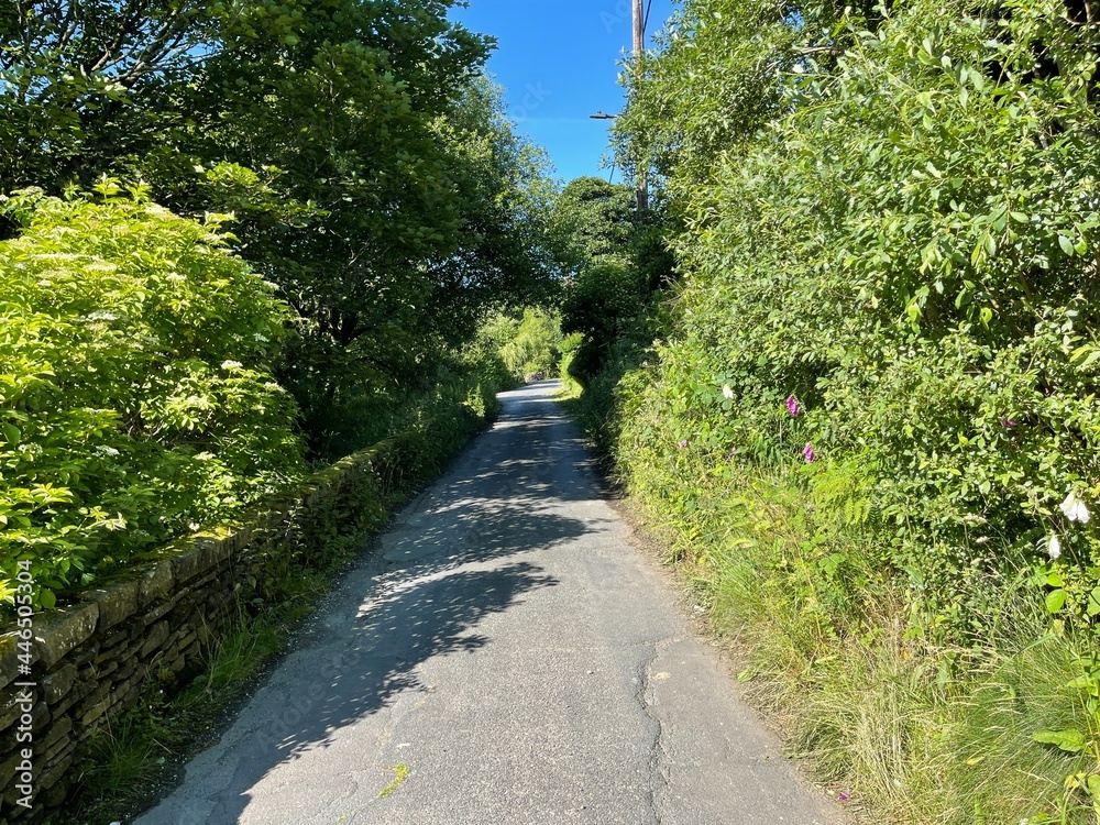 Looking along, Union Lane, with trees, wild plants, and a blue sky in, Ogden, Keighley, UK
