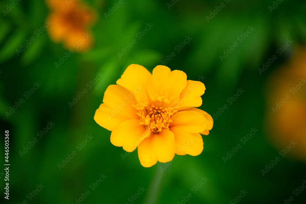 african marigold blossom in the botanical garden african marigold blossom in the botanical garden