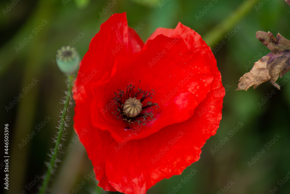 a poppy seed blossom in the botanical garden a poppy seed blossom in the botanical garden