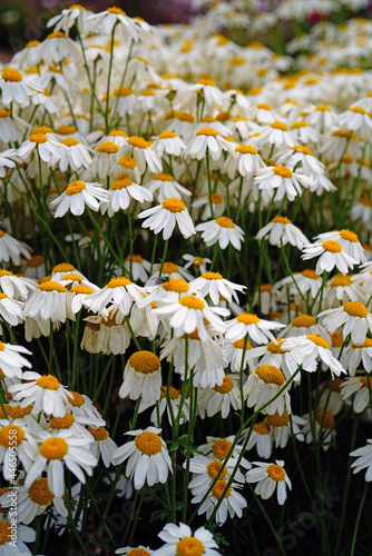 White and yellow daisy feverfew flowers of tanacetum corymbosum (Schultz) photo