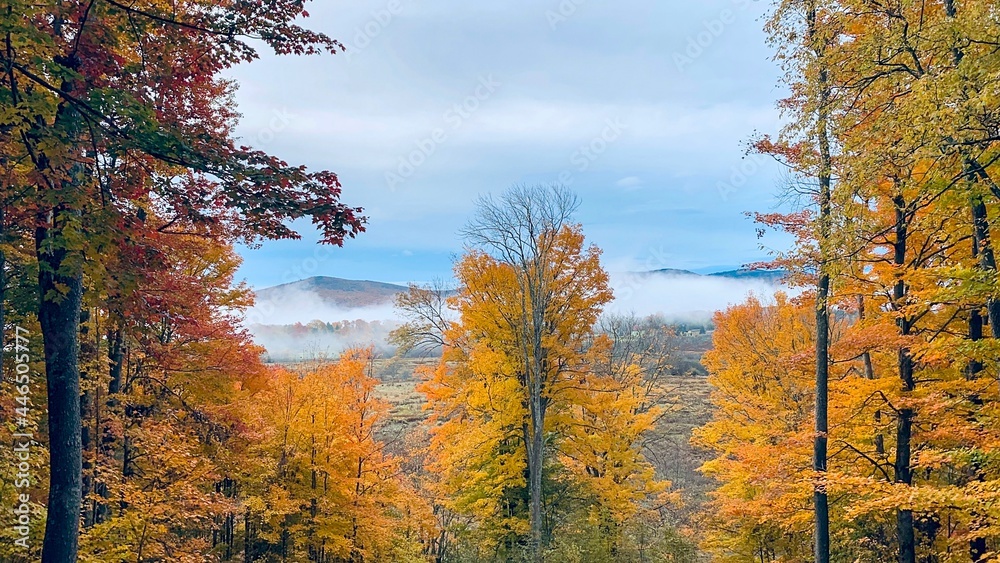 Fototapeta premium autumn in the forest