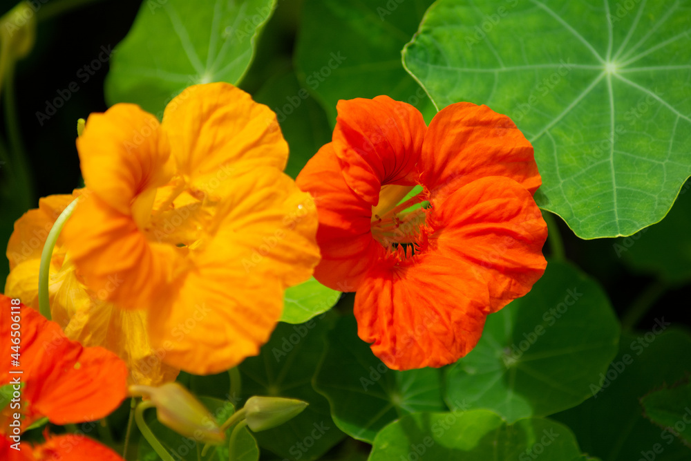 a orange and yellow blossoms of nasturtiums a orange and yellow blossoms of nasturtiums