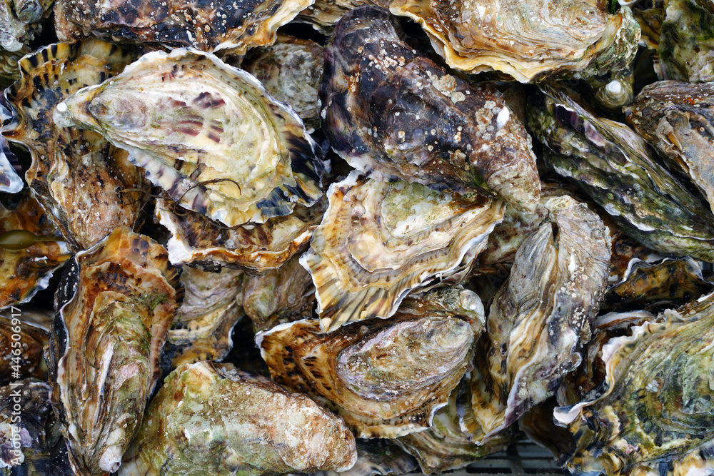 Crate of fresh oysters from Cancale in Brittany, France