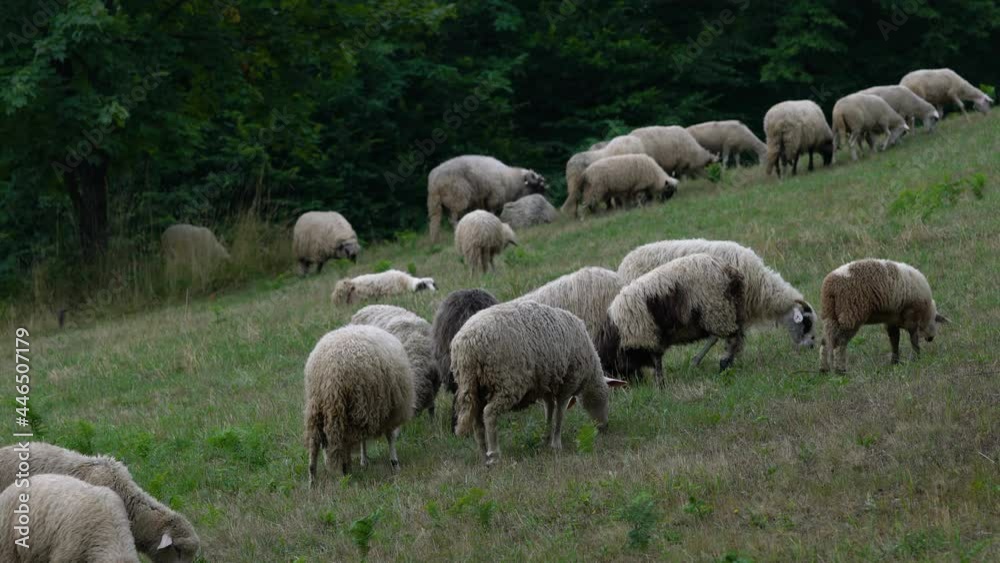 Sheep graze grass in natural environment - (4K) Sheep graze grass in natural environment - (4K)