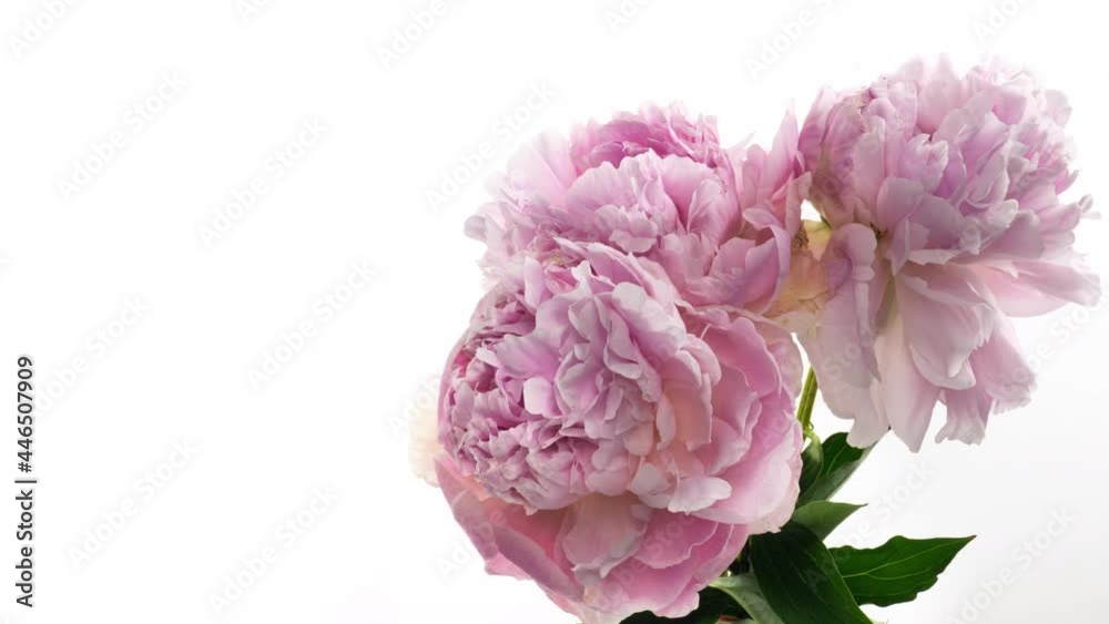 Beautiful pink Peony bouquet background. Blooming peony flowers open, time lapse, close-up. Wedding, macro, easter, spring, Love, birthday, valentine's day, holidays concept timelapse, place for text. Beautiful pink Peony bouquet background. Blooming peony flowers open, time lapse, close-up. Wedding, macro, easter, spring, Love, birthday, valentine's day, holidays concept timelapse, place for text.