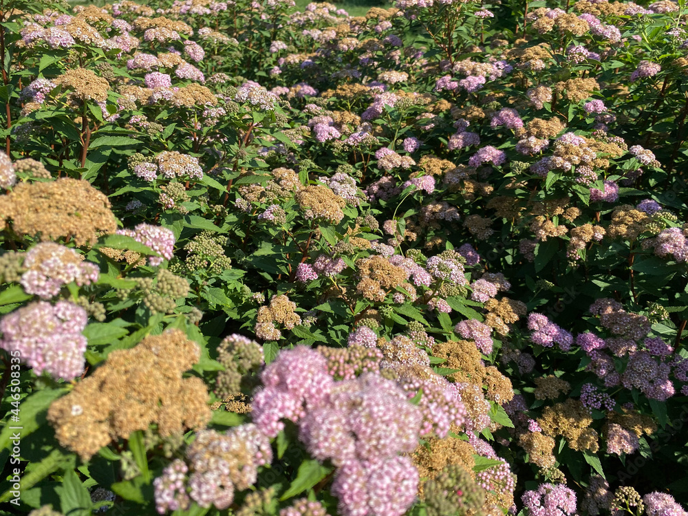 Small purple with pink flowering delicate bushes of Japanese spirea flowers beautiful fluffy unusual exotic plants. The background Small purple with pink flowering delicate bushes of Japanese spirea flowers beautiful fluffy unusual exotic plants. The background