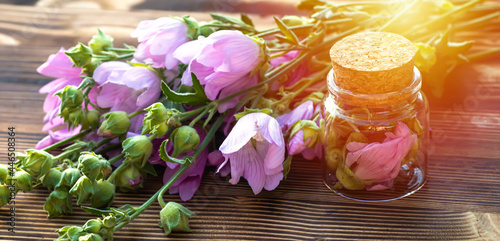 Malva alcea   greater musk-mallow  cut-leaved mallow  vervain mallow or hollyhock mallow fresh flowers collected in meadow. collect herbs for preparation of tincture. mortar to rub flowers.