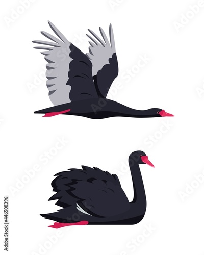 Swimming and flying black swan birds collection.