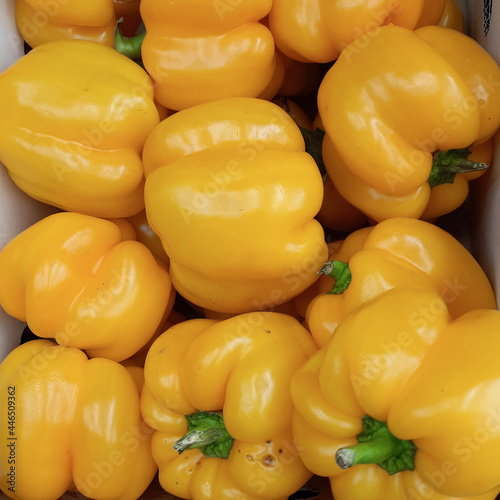 Yalow peppers (Capsicum) photo