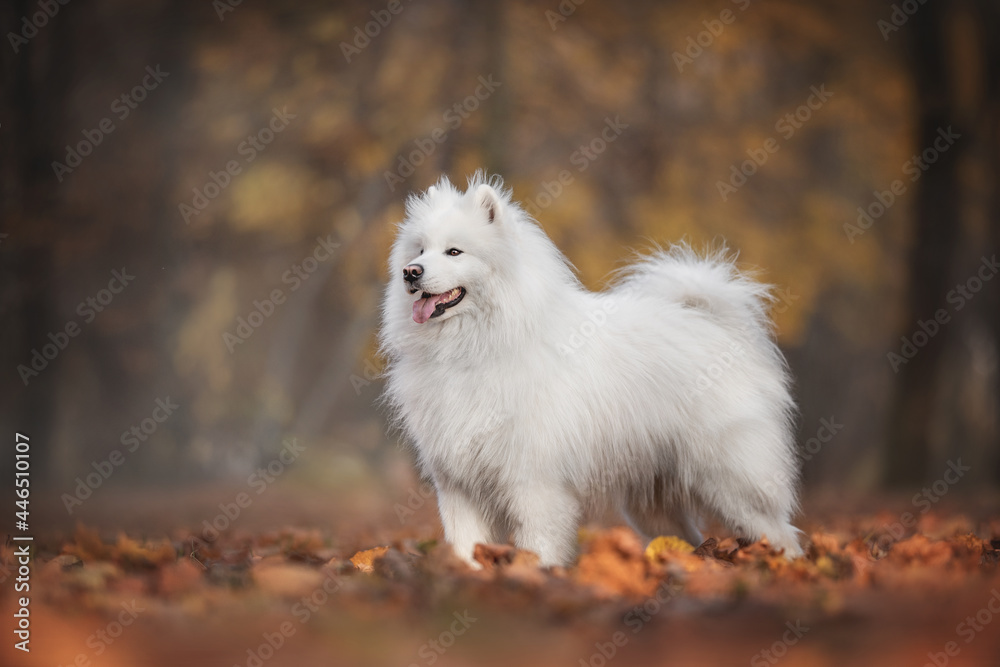 A snow-white Samoyed sitting against the background of a bright autumn landscape A snow-white Samoyed sitting against the background of a bright autumn landscape