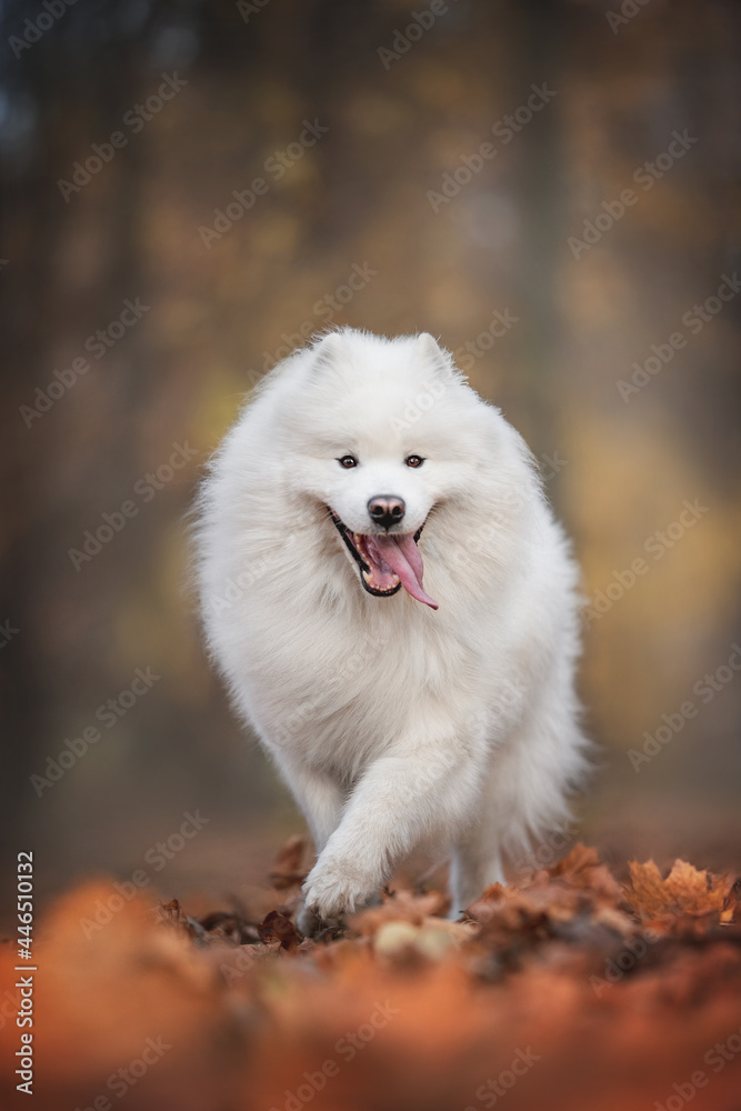 A funny Samoyed running through the foliage against a bright autumn landscape
